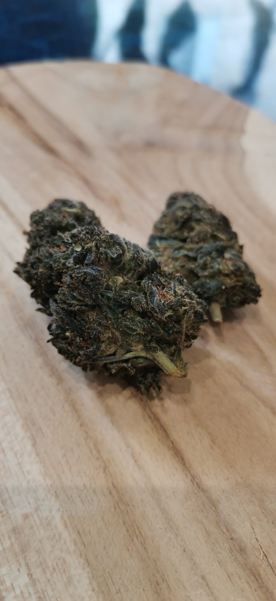 Tropical Ghost HPE 🔴 – Image 2