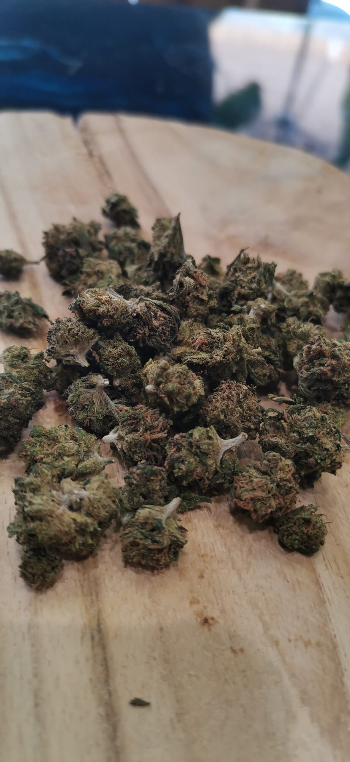 Legendary Yuzu Small Buds🔵 – Image 2