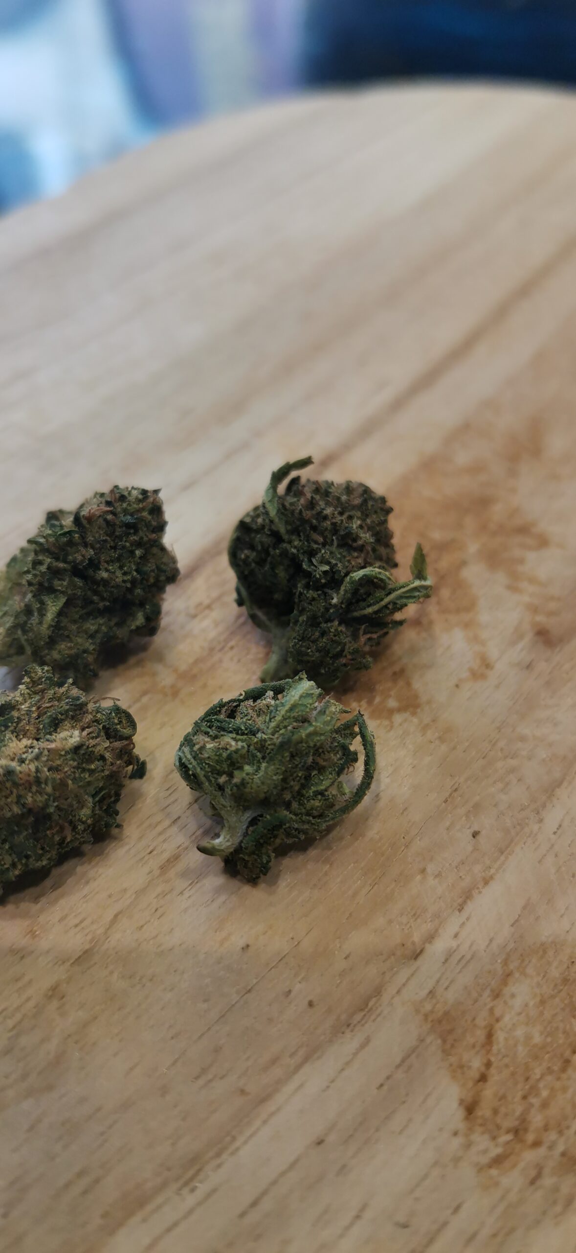 Legendary Yuzu Small Buds🔵 – Image 3