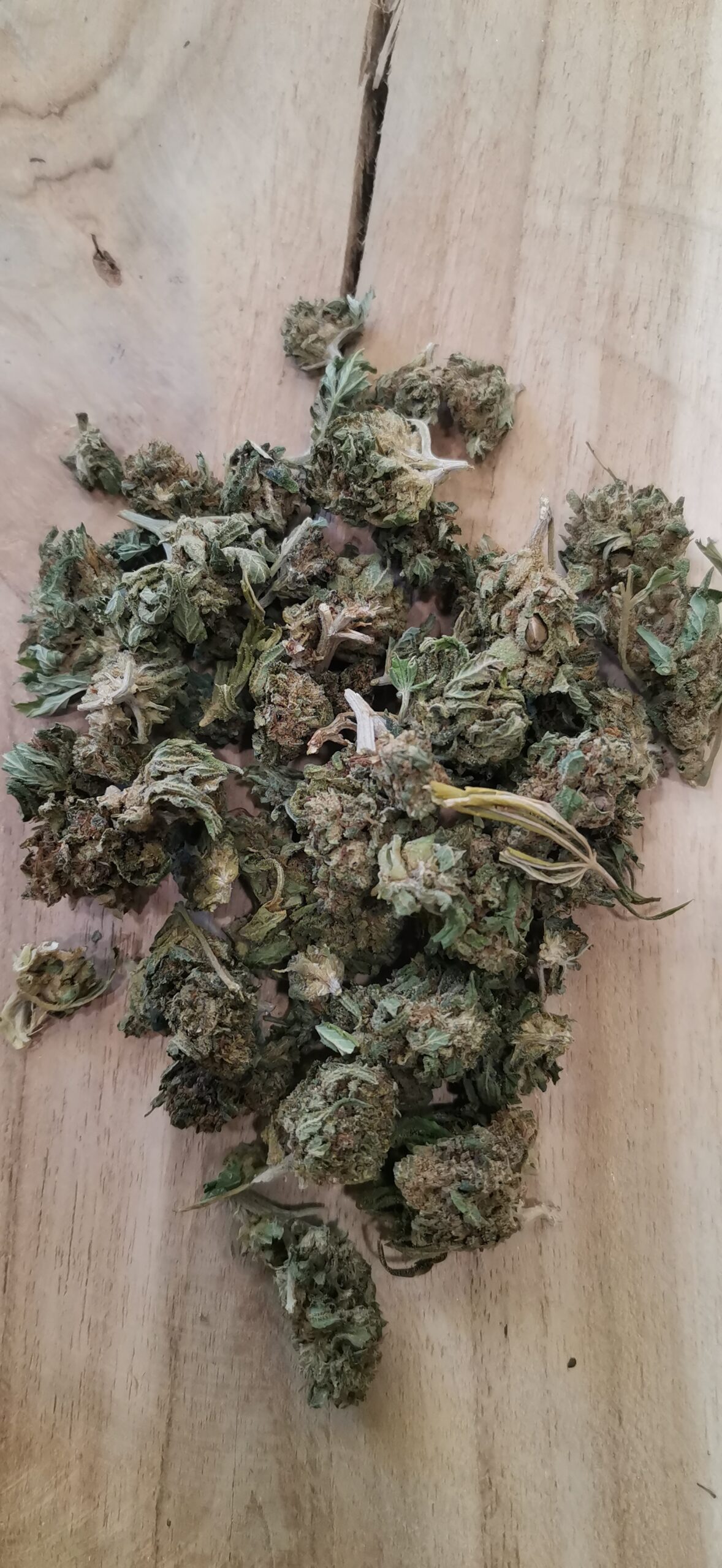 Gorilla Haze Small Buds 🔵 – Image 2