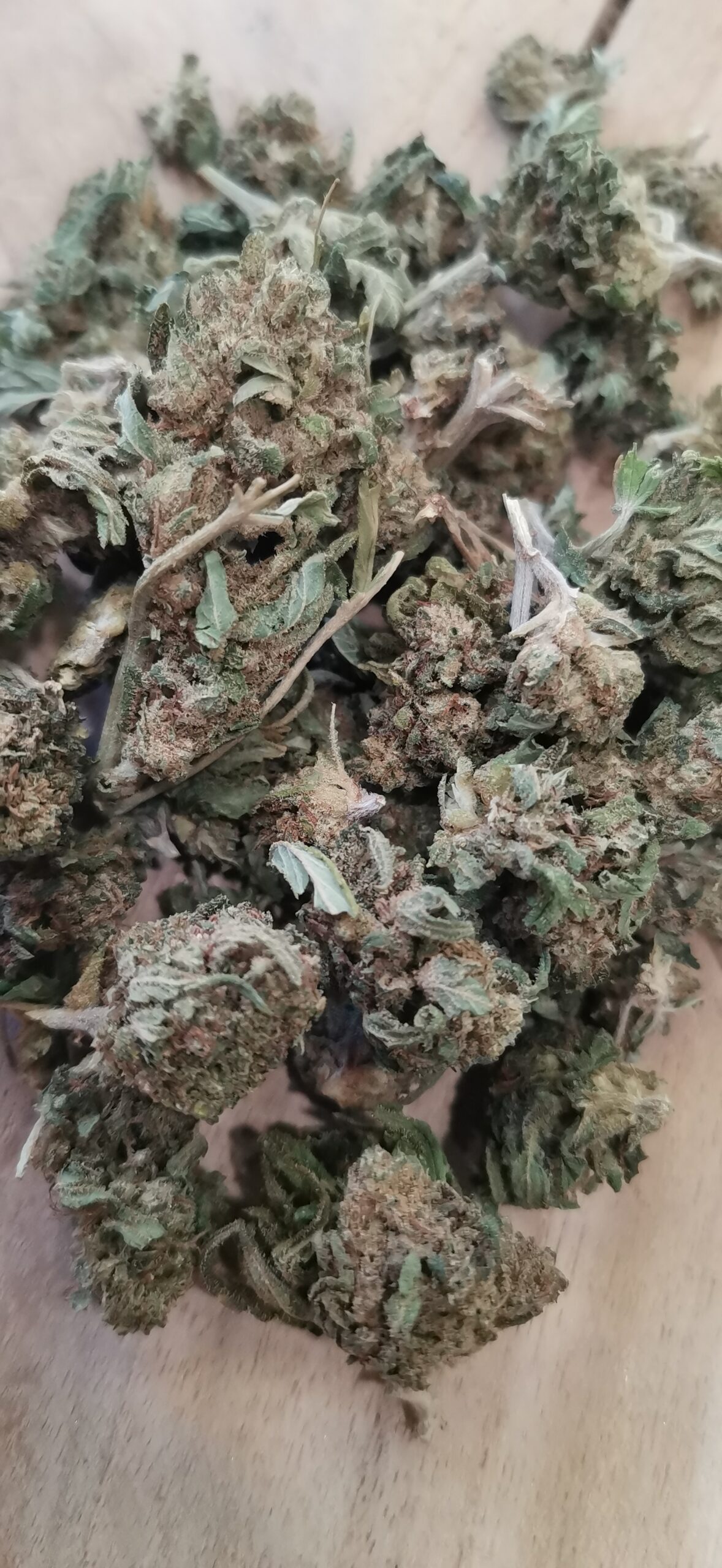 Gorilla Haze Small Buds 🔵 – Image 3